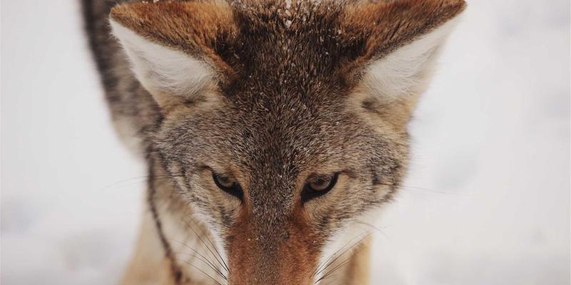 北京装饰对比：为何自然清新风格正流行？金格装饰的设计哲学解析