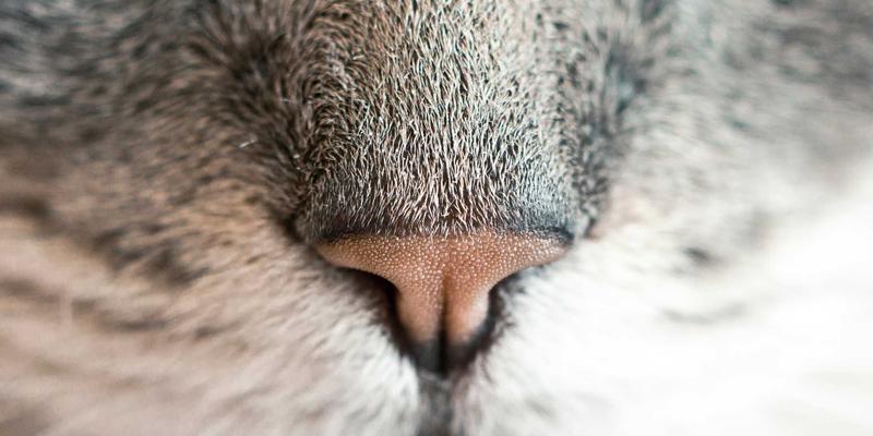 北京装饰指南：打造自然清新风格的环保装修材料选购清单与品牌推荐